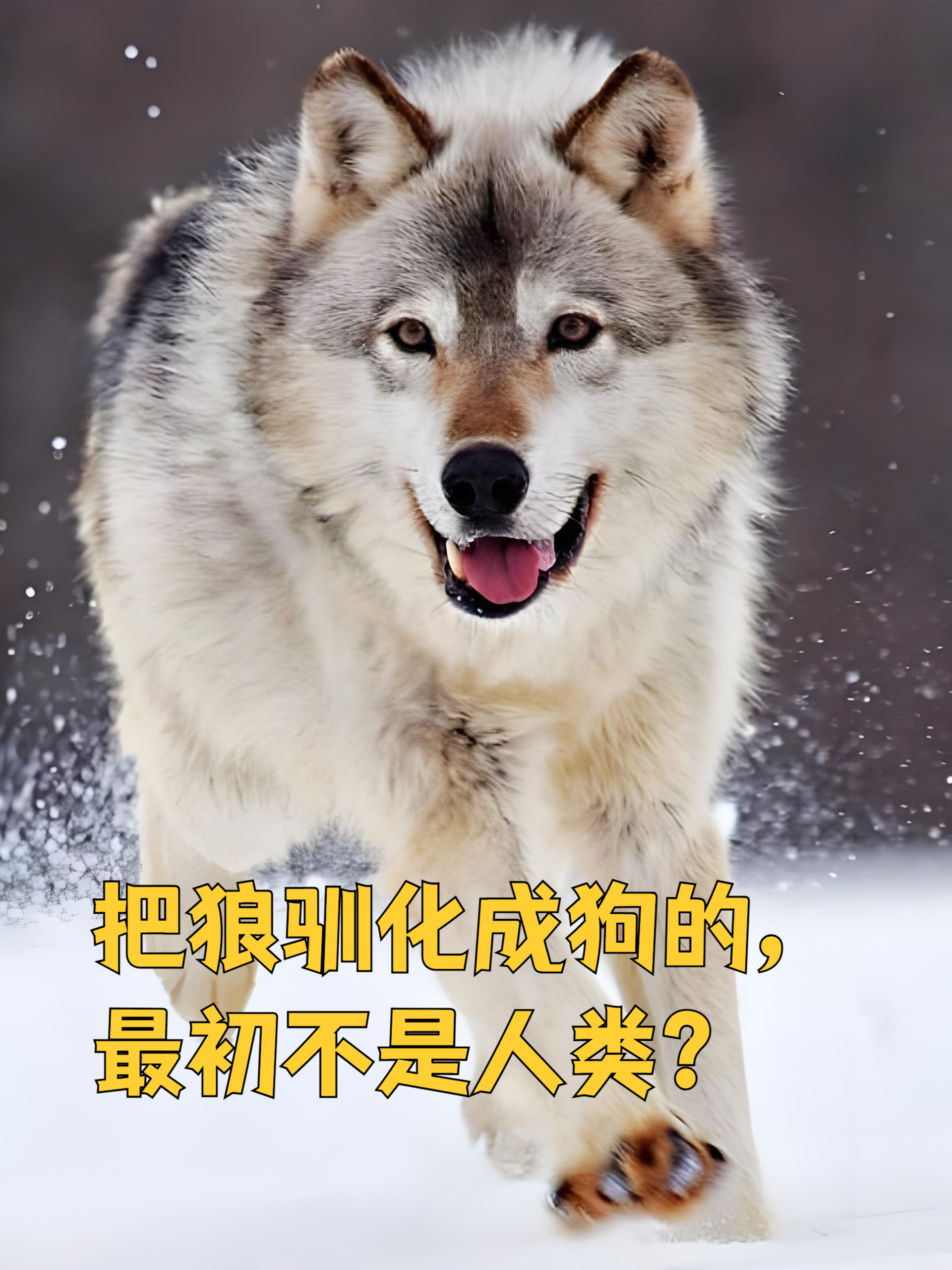 详细阅读:驯狼(驯狼bytigris笔趣阁免费阅读) 驯狼(驯狼bytigris笔趣阁免费阅读)